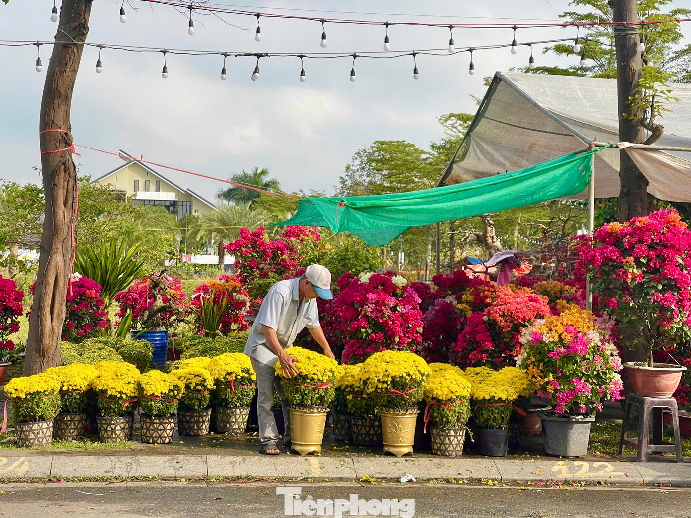 Không khí ngày Tết tại chợ hoa Quảng Ngãi hiện rất ảm đạm, số lượng cây cảnh, hoa đang còn rất nhiều. Trước tình hình bán buôn ế ẩm, nhiều tiểu thương đang phải đối mặt với viễn cảnh đón một cái Tết buồn vì thua lỗ nặng. Ảnh: Nguyễn Ngọc