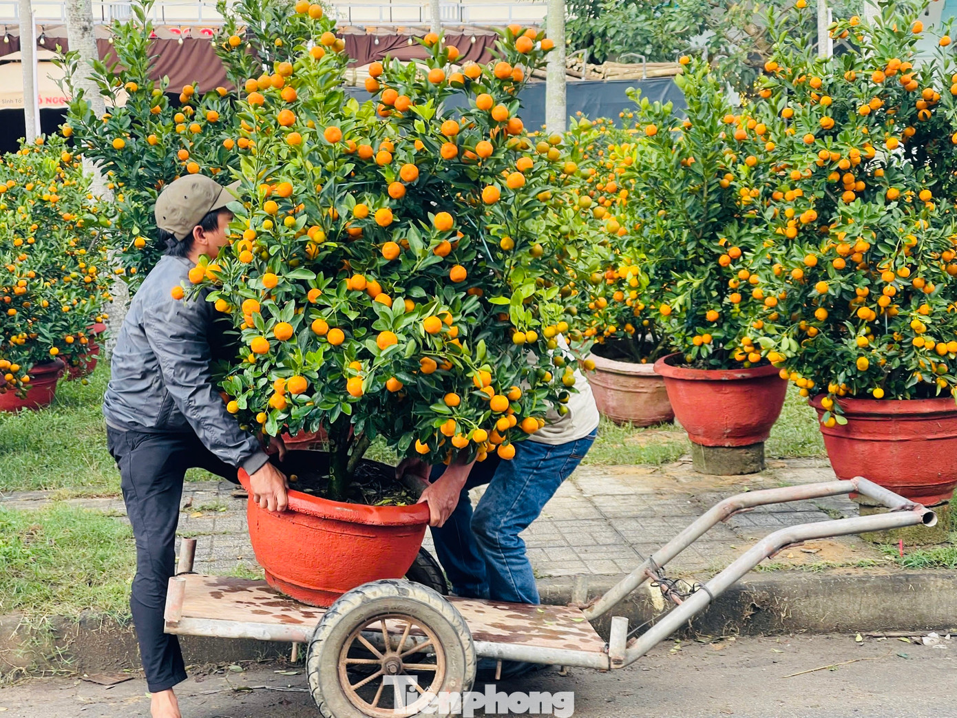 Ông Võ Lê (trú ở Quảng Ngãi) cho hay, ông trưng bày 70 chậu quất nhưng mới chỉ bán có 10 chậu, hy vọng còn 2 ngày sẽ bán được hết, nếu không sẽ bị lỗ nặng. Chưa năm nào ông lâm vô tình cảnh này. Ảnh: Nguyễn Ngọc
