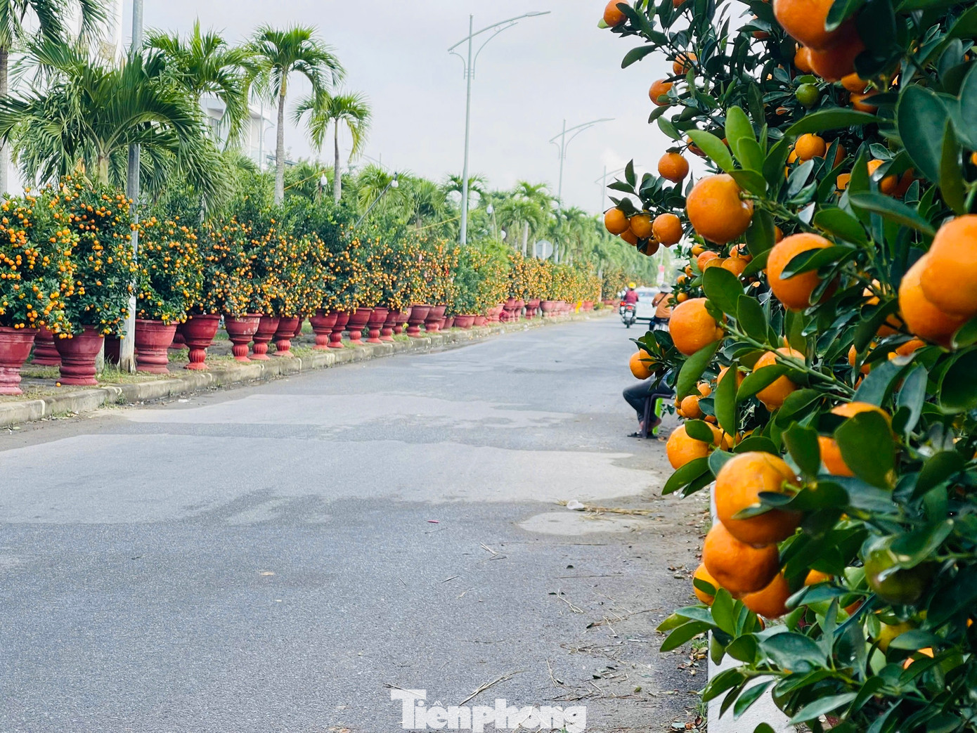 Theo ghi nhận của PV Tiền Phong ngày 26/1 (tức 27 tháng Chạp), chợ hoa Tết lớn nhất Quảng Ngãi đìu hiu, không còn cảnh mua bán tấp nập mua bán như mọi năm. Ảnh: Nguyễn Ngọc