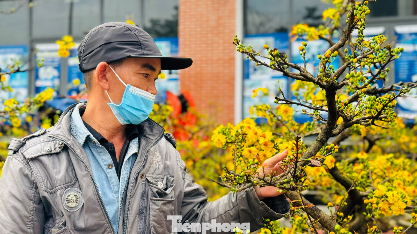 “Năm nay tôi mang ra hơn 150 chậu mai, với giá từ 3 – 8 triệu đồng/chậu, tiền công bốc vác, vận chuyển hết 20 triệu. Tuy nhiên đến nay chỉ mới bán được 10 chậu. Lượng khách đến xem và mua rất ít, không riêng gì tôi mà cả trăm người bán ở đây cũng lâm vào tình cảnh tương tự… Hy vọng còn 2 ngày nữa sẽ bán được hoa, mong thu lại được ít vốn, chứ tình hình này lỗ là chắc chắn”, anh Sáng thở dài. Ảnh: Nguyễn Ngọc