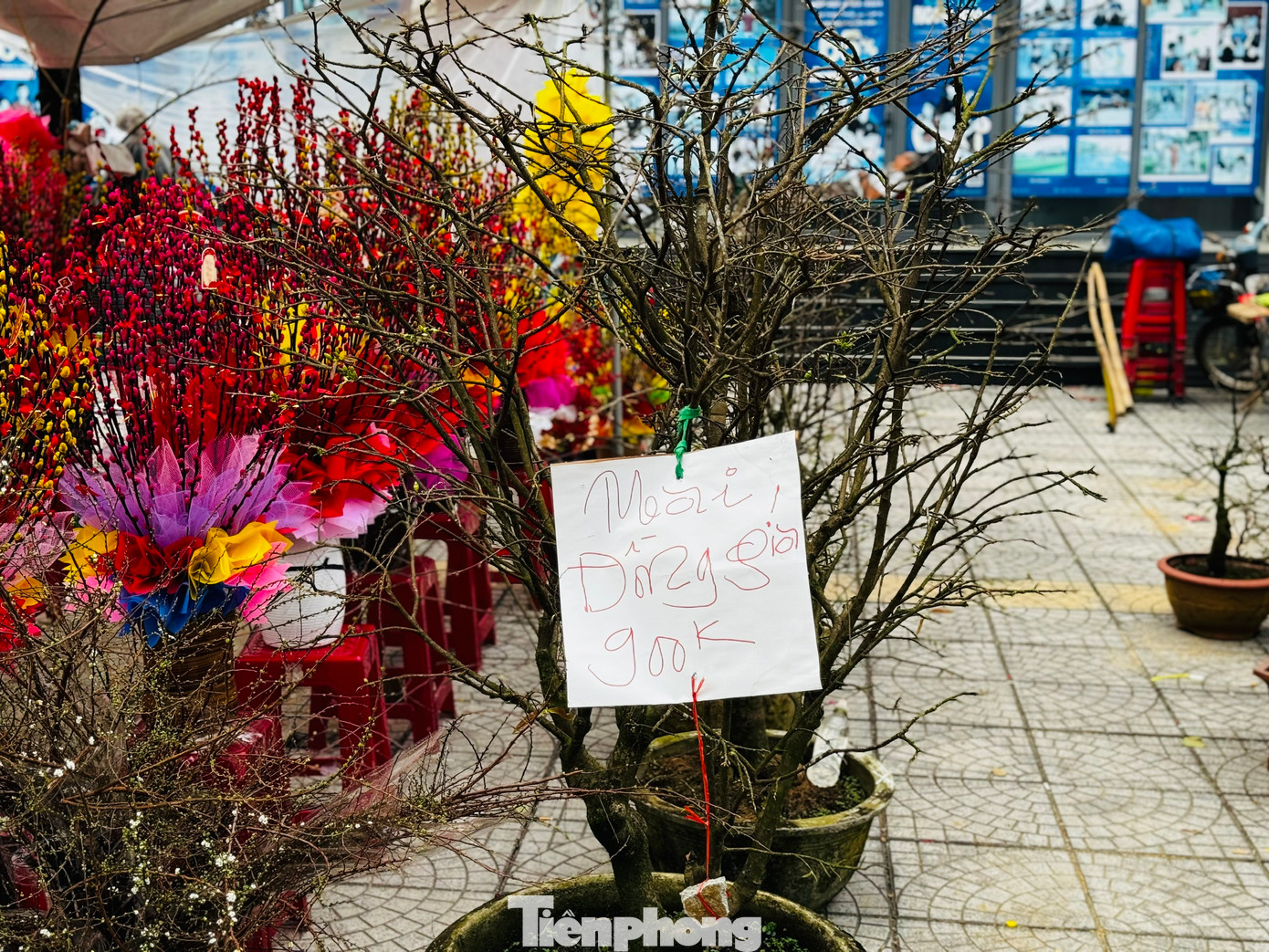 Hầu hết các gian hàng còn khá nhiều loại hoa khác nhau như cúc, vạn thọ, mai vàng, quất... Một số gian hàng đã bắt đầu treo biển “xả hàng, bán lỗ”, những vẫn vắng người mua. Ảnh: Nguyễn Ngọc