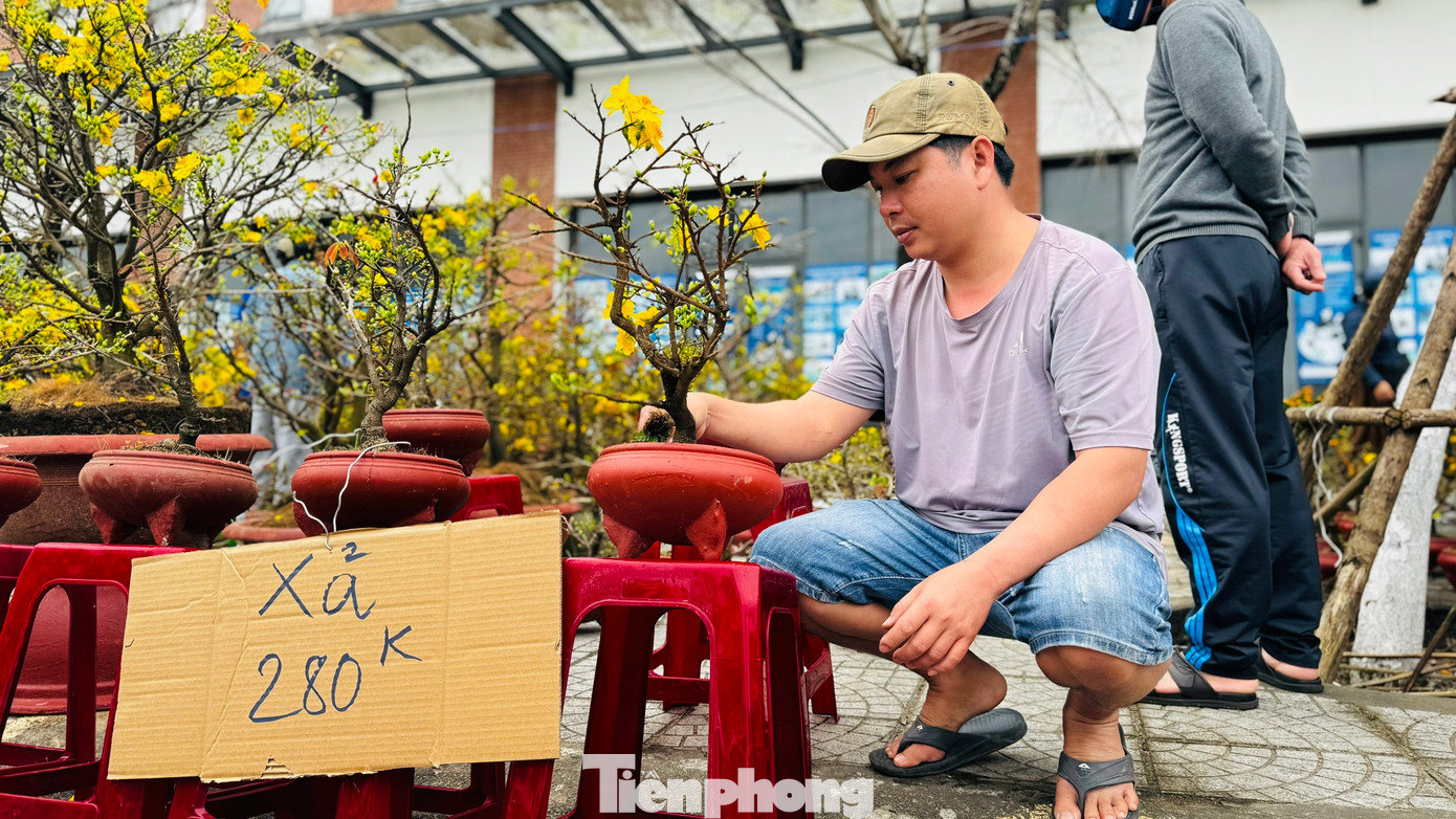 “Những cây mai này thường được bán giá 400.000 đồng – 500.000 đồng/chậu, giờ tôi xả đồng giá chỉ 280.000 đồng/chậu mà vẫn rất ít khách đến hỏi mua. Hơn 10 năm bán mai ở chợ hoa Tết Quảng Ngãi, nhưng chưa năm nào tôi thấy cảnh ế ẩm như bây giờ”, anh Sang rầu rĩ. Ảnh: Nguyễn Ngọc