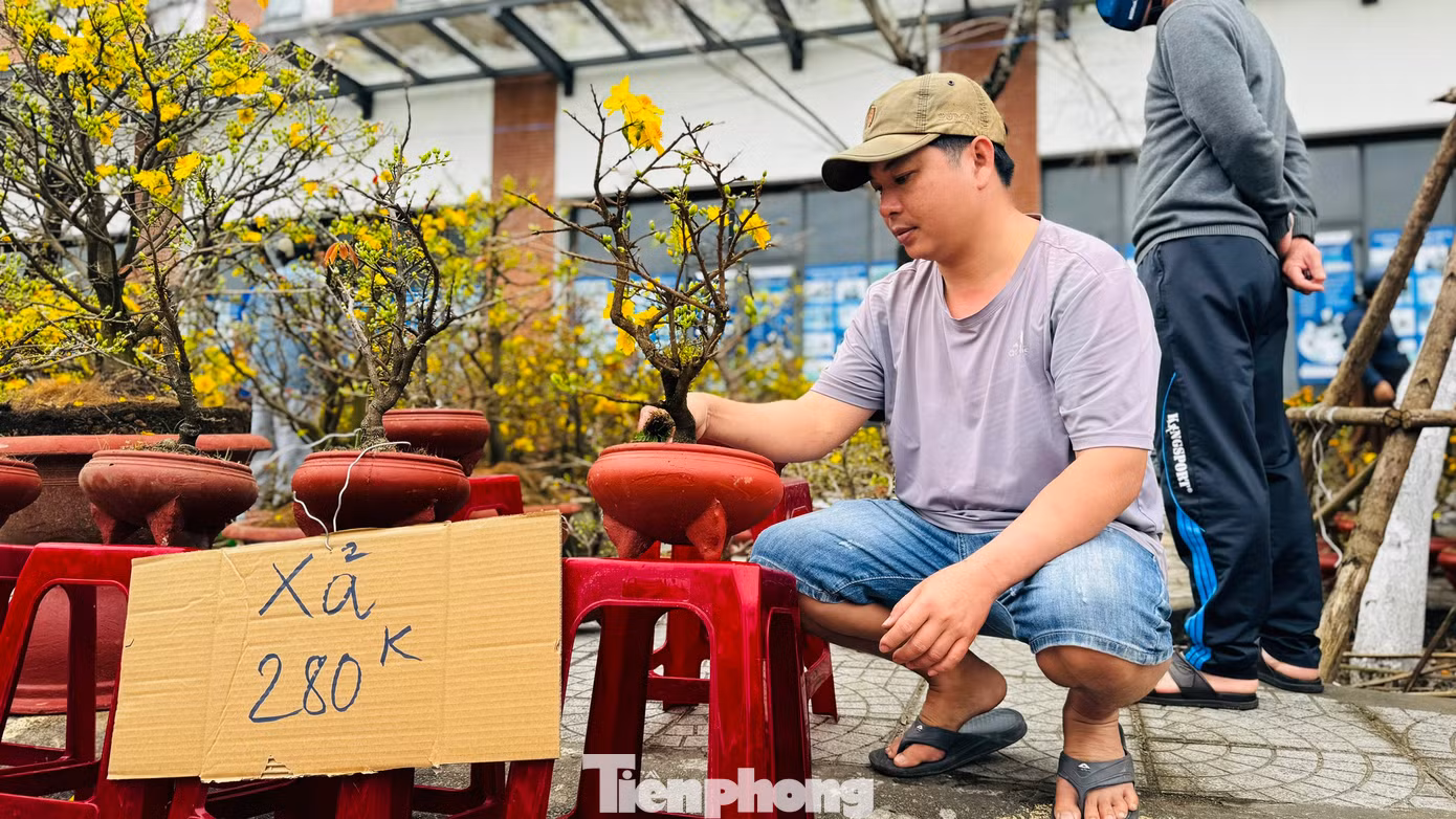 “Những cây mai này thường được bán giá 400.000 đồng – 500.000 đồng/chậu, giờ tôi xả đồng giá chỉ 280.000 đồng/chậu mà vẫn rất ít khách đến hỏi mua. Hơn 10 năm bán mai ở chợ hoa Tết Quảng Ngãi, nhưng chưa năm nào tôi thấy cảnh ế ẩm như bây giờ”, anh Sang rầu rĩ. Ảnh: Nguyễn Ngọc