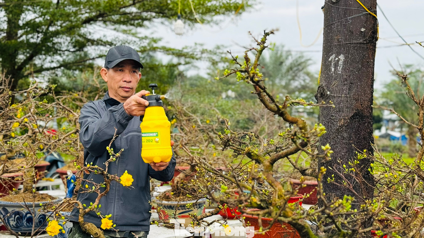 Đây là năm thứ 5 anh Phạm Văn Sáng (trú tại tỉnh Bình Định) đưa mai ra bán ở chợ hoa Tết Quảng Ngãi, nhưng chưa năm nào lại rơi vào tình cảnh ế ẩm như năm nay. “Mọi năm đến thời điểm hiện tại tôi đã bán hơn nửa số chậu mai mang ra, nhưng bây giờ lại chưa bán tới được 10 chậu”, anh Sáng bộc bạch. Ảnh: Nguyễn Ngọc