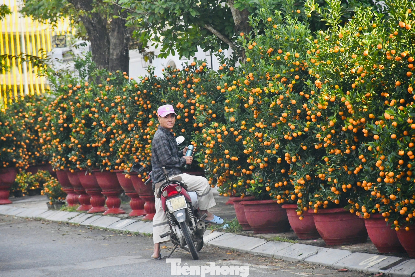 Không riêng gì những người bán mai mà ngay những người bán quất cảnh cũng giảm giá nhưng vẫn không bán được hàng. Người mua vẫn trả giá khiến người bán thở dài. Ảnh: Nguyễn Ngọc