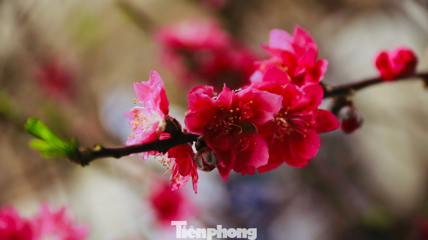 Hoa mai, đào đã bung nở. Ảnh: Nguyễn Ngọc