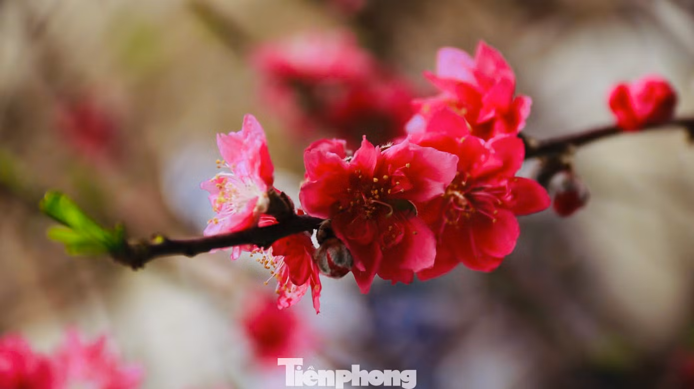 Hoa mai, đào đã bung nở. Ảnh: Nguyễn Ngọc