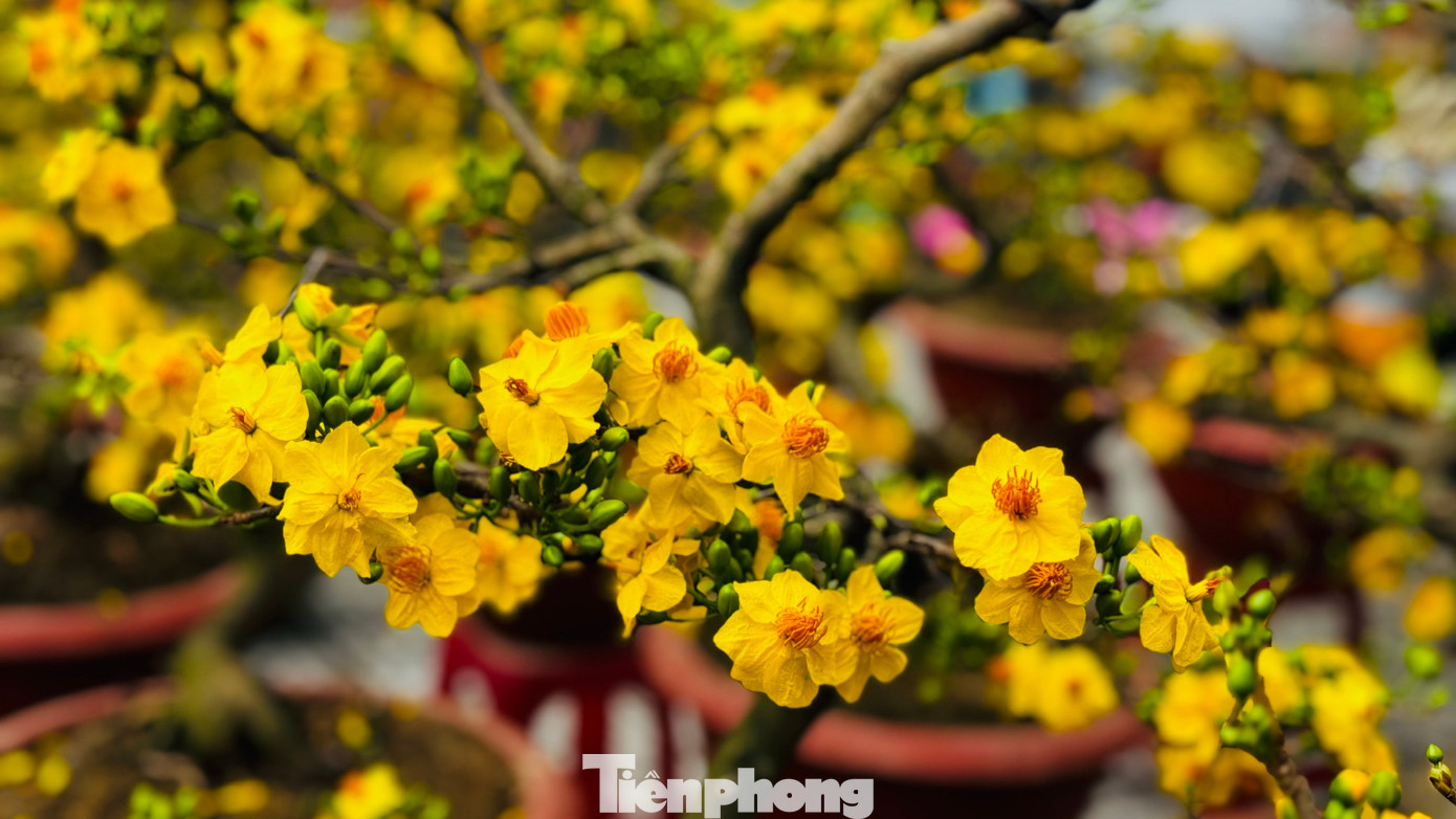 Hoa mai, đào đã bung nở. Ảnh: Nguyễn Ngọc