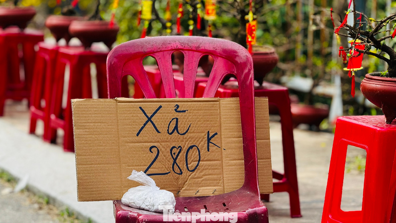 Hầu hết các gian hàng còn khá nhiều loại hoa khác nhau như cúc, vạn thọ, mai vàng, quất... Một số gian hàng đã bắt đầu treo biển “xả hàng, bán lỗ”, những vẫn vắng người mua. Ảnh: Nguyễn Ngọc