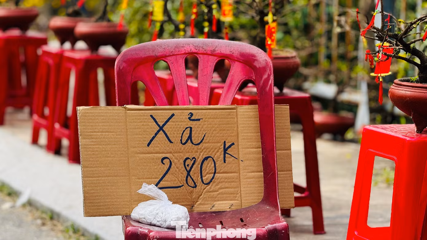Hầu hết các gian hàng còn khá nhiều loại hoa khác nhau như cúc, vạn thọ, mai vàng, quất... Một số gian hàng đã bắt đầu treo biển “xả hàng, bán lỗ”, những vẫn vắng người mua. Ảnh: Nguyễn Ngọc