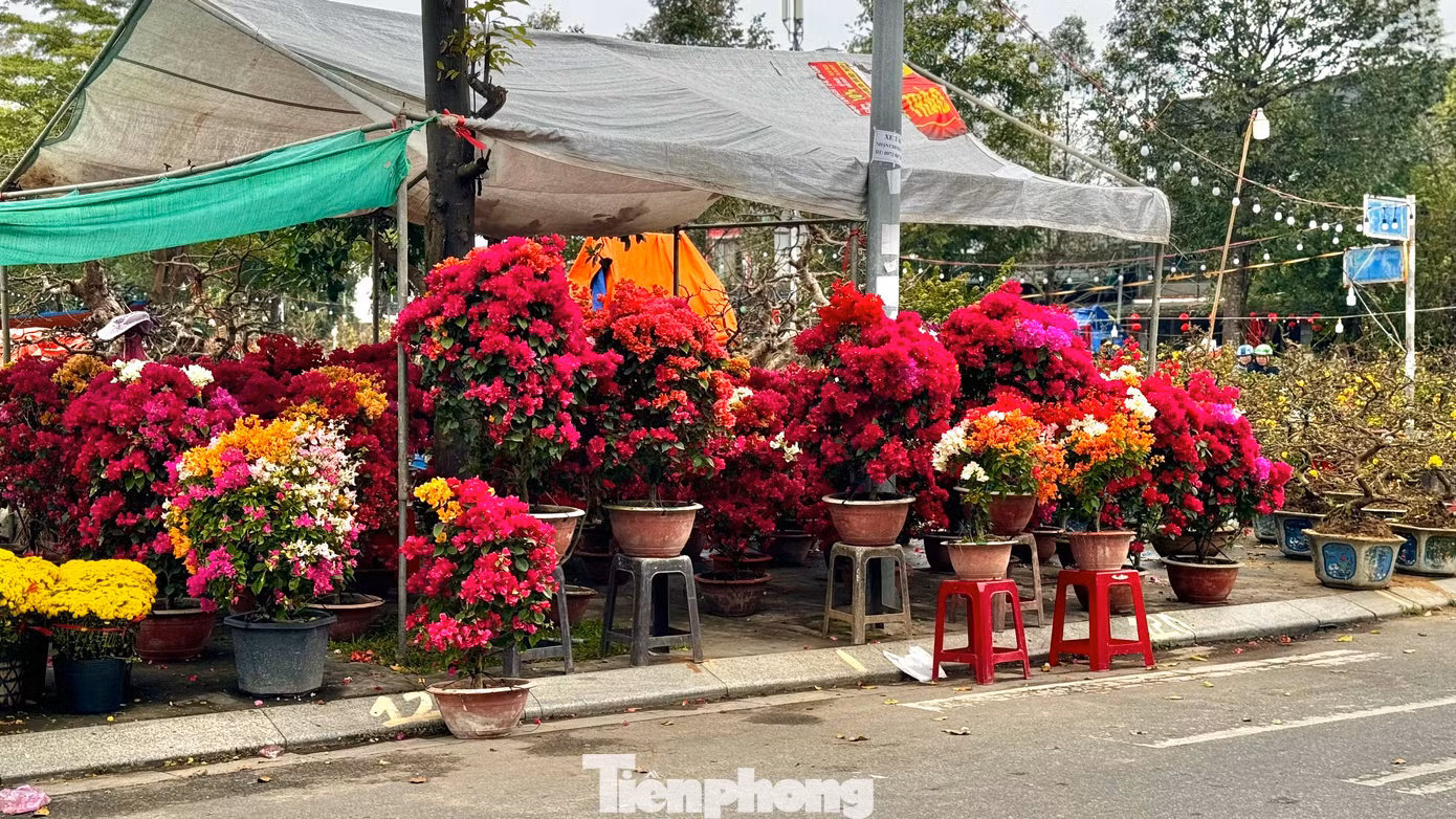 Nhiều gian hàng hoa, cây cảnh đang ngóng chờ người mua. Ảnh: Nguyễn Ngọc
