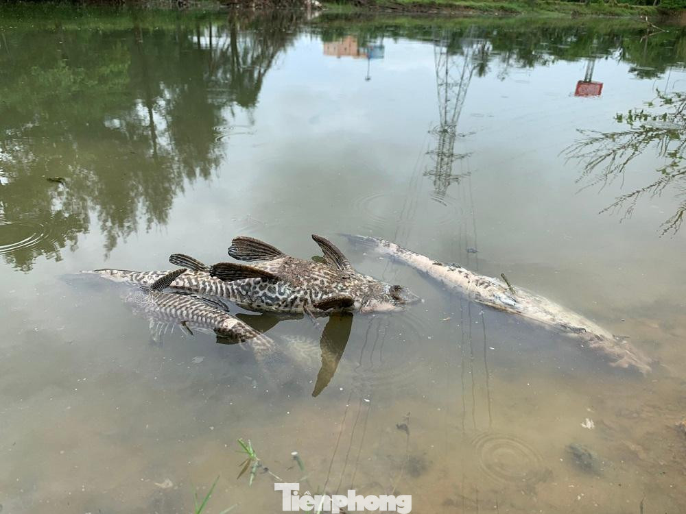 Cá chết hàng loạt... Cá chết hàng loạt...