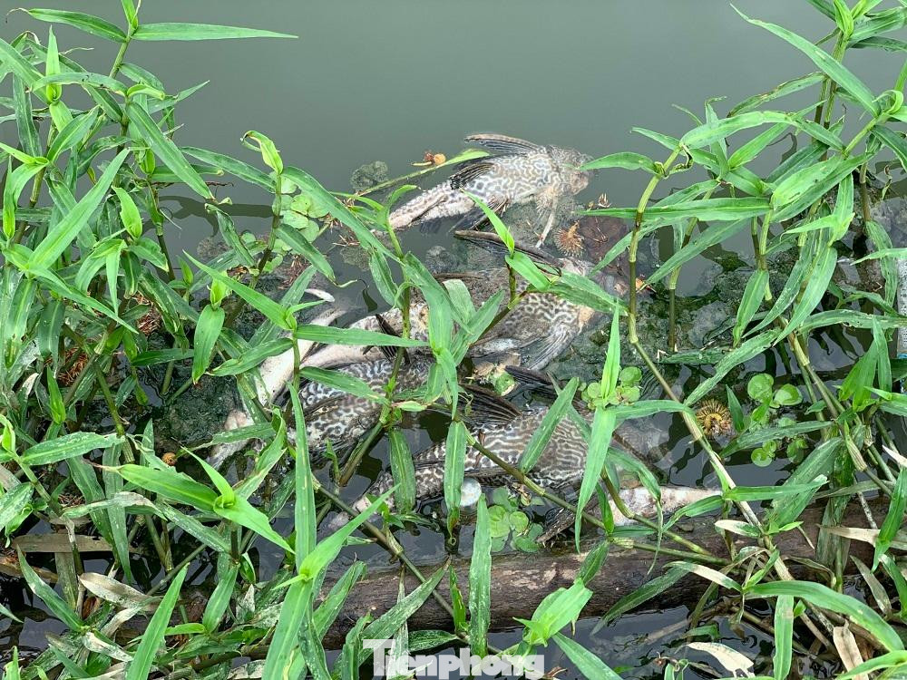 Cá chết hàng loạt trên sông Bàu Giang đoạn qua xã Nghĩa Trung và thị trấn La Hà, huyện Tư Nghĩa (Quảng Ngãi).