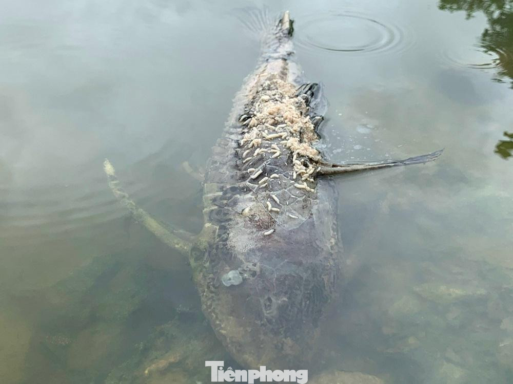 Các loài cá chết chủ yếu như cá ngạnh, chép, rô phi, lau kính… Các loài cá chết chủ yếu như cá ngạnh, chép, rô phi, lau kính…