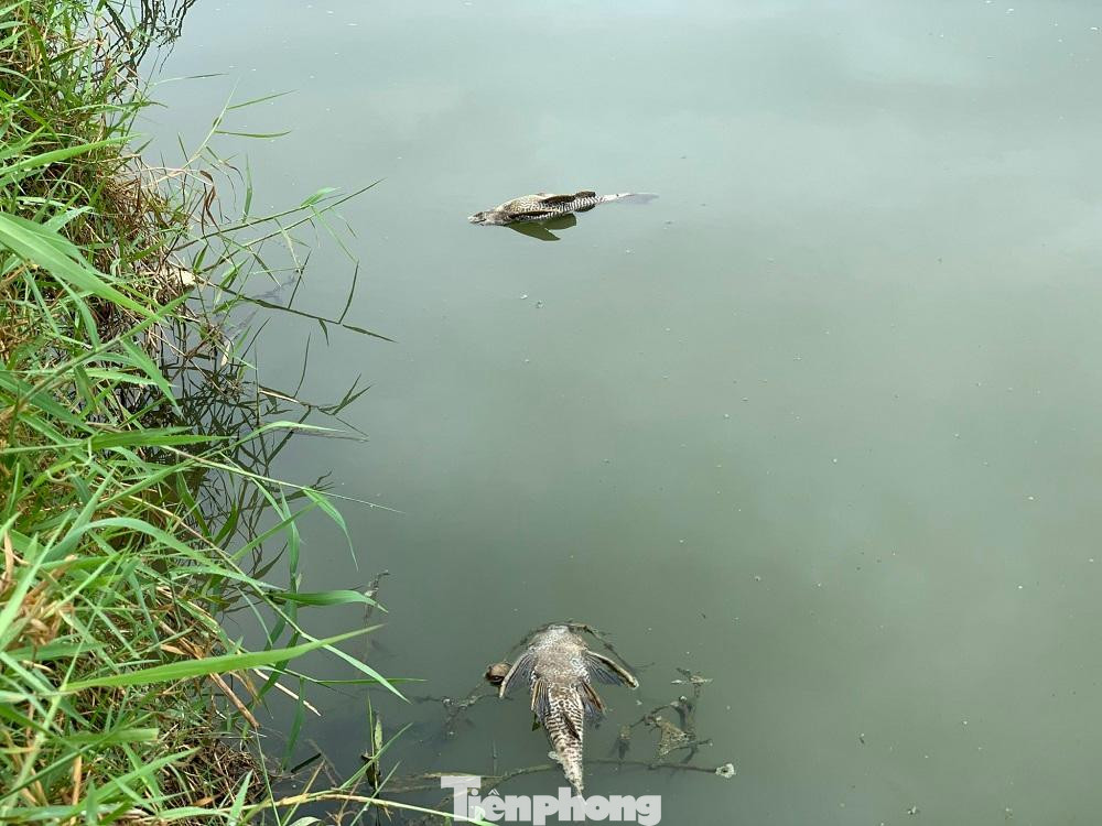 Nước sông đổi màu đen đục. Nước sông đổi màu đen đục.