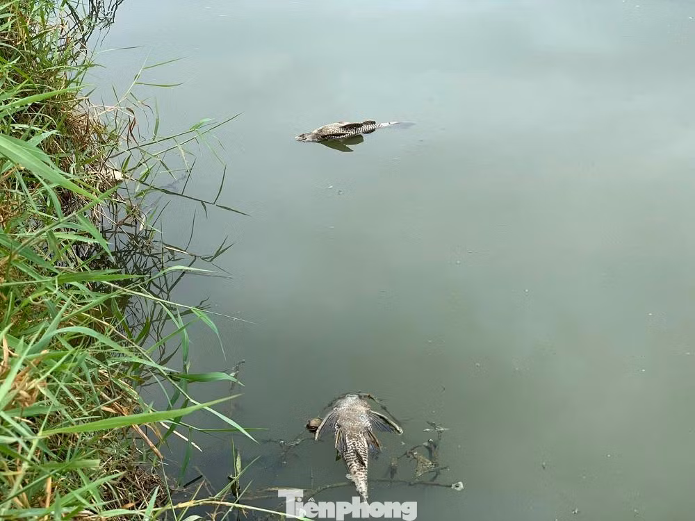 Nước sông đổi màu đen đục.