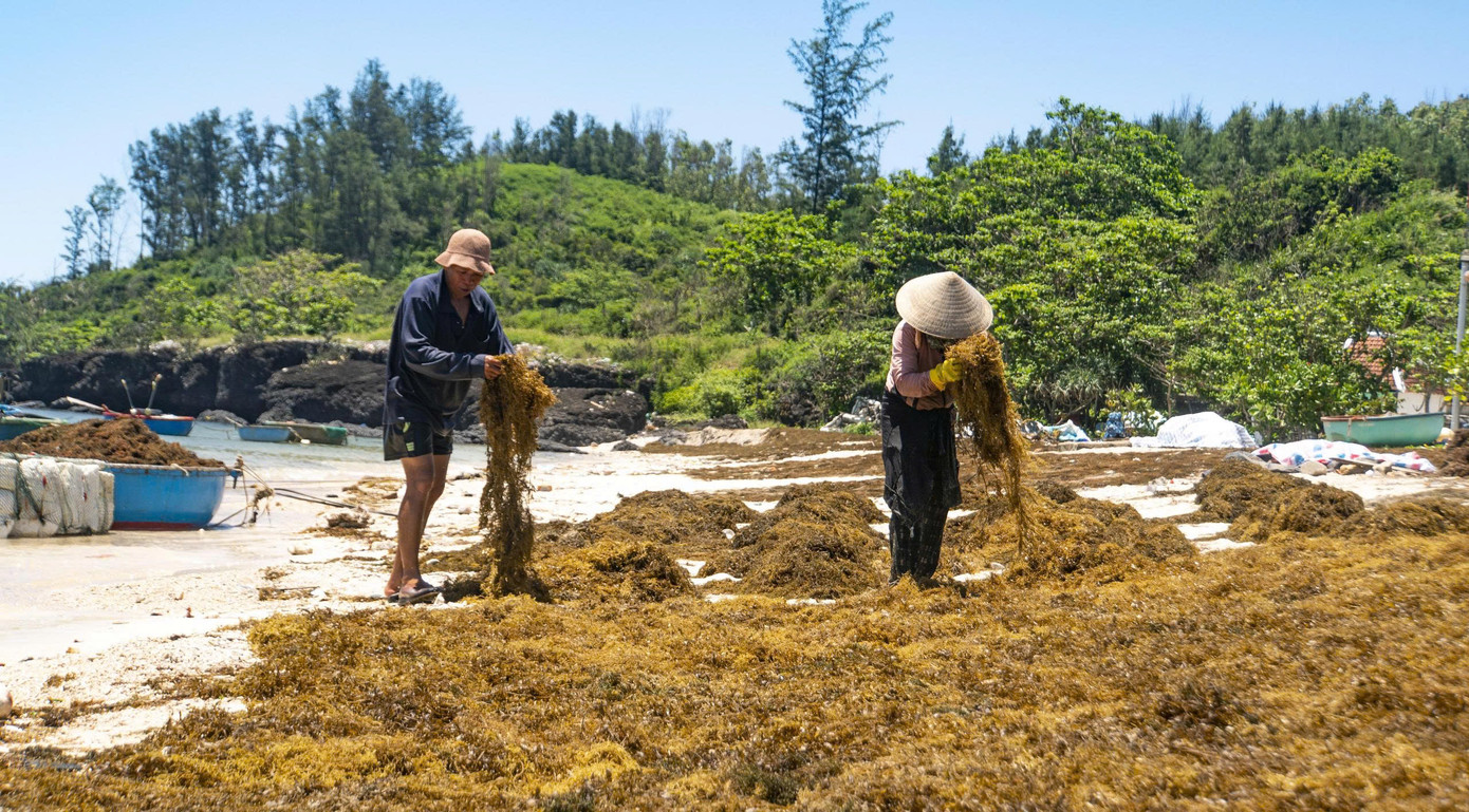 Rong mơ sau khi khai thác được người dân phơi ngay tại bờ biển. Ảnh: Hải Phong Rong mơ sau khi khai thác được người dân phơi ngay tại bờ biển. Ảnh: Hải Phong