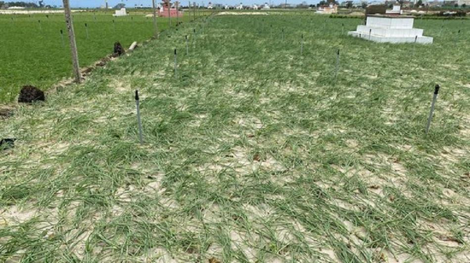 Hơn 100 ha hành ở huyện Lý Sơn bị hư hỏng nặng do bão số 5 gây ra.