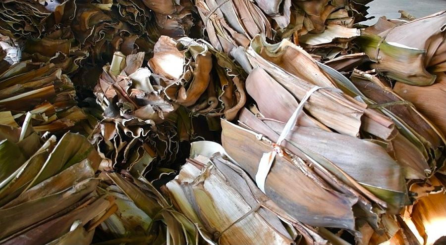 Mỗi mo cau được thu mua với giá 1.000 đồng giúp nhà vườn có thêm thu nhập. Ảnh: Nguyễn Ngọc Mỗi mo cau được thu mua với giá 1.000 đồng giúp nhà vườn có thêm thu nhập. Ảnh: Nguyễn Ngọc