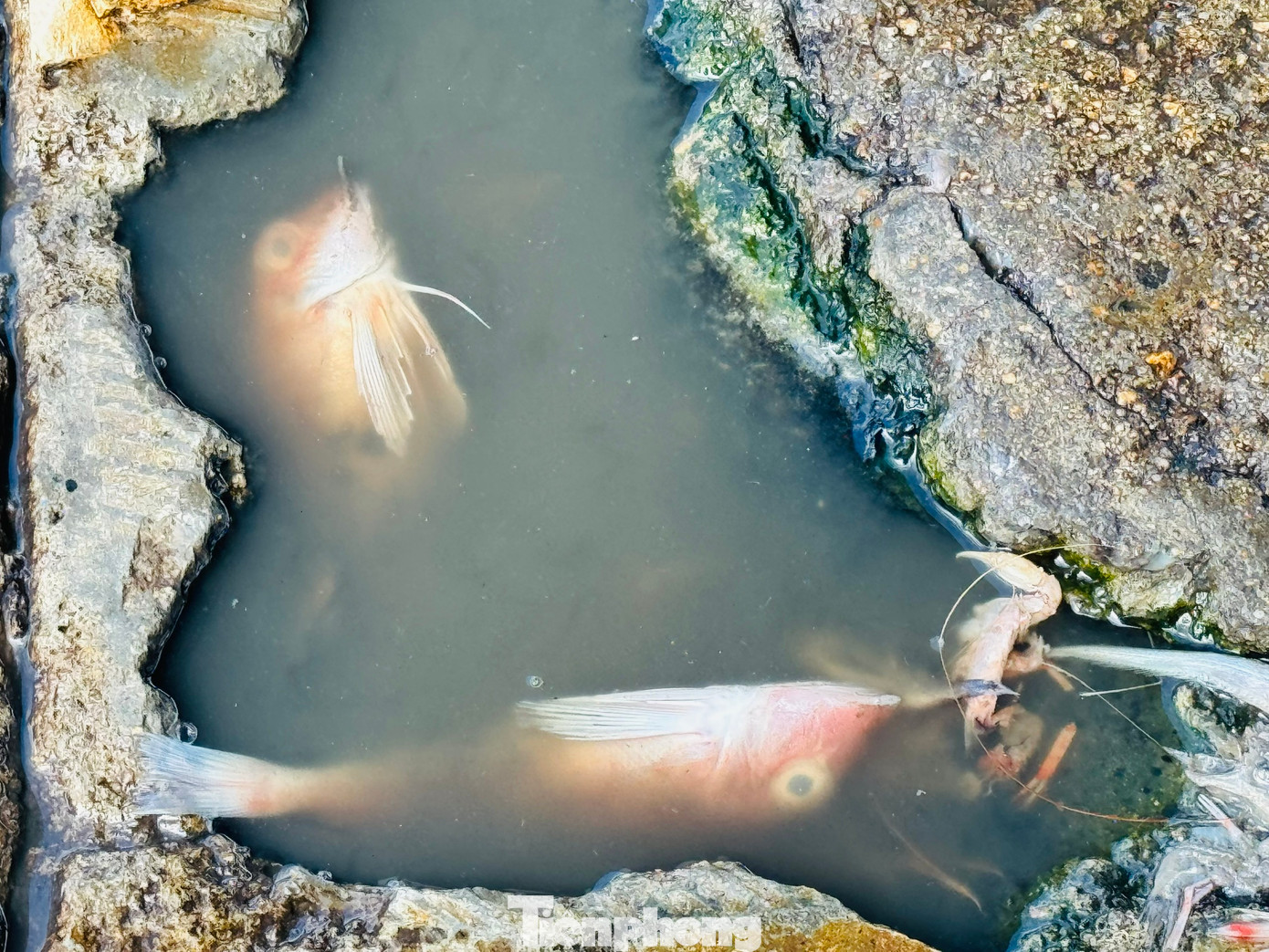 Xác cá vương vãi khắp nơi trên cảng cá Tịnh Kỳ.