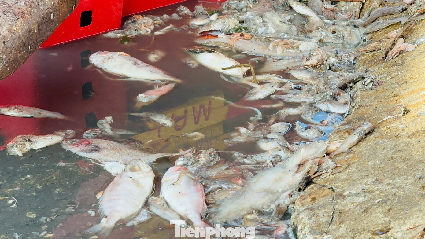 Xác cá vương vãi khắp nơi trên cảng cá Tịnh Kỳ.