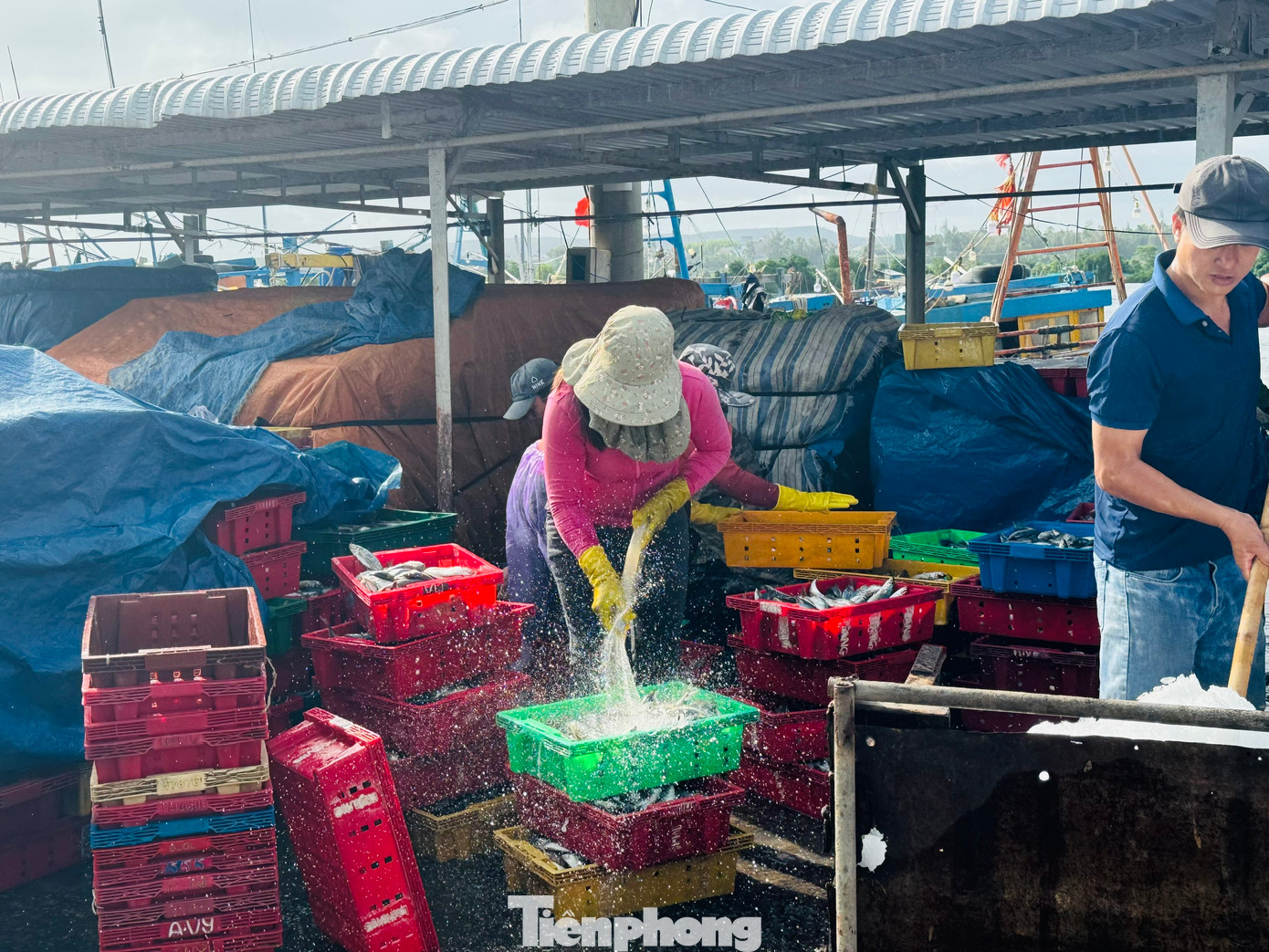 Cảng cá Tịnh Kỳ mỗi ngày có hàng chục lượt tàu cá ra vào bán hải sản..