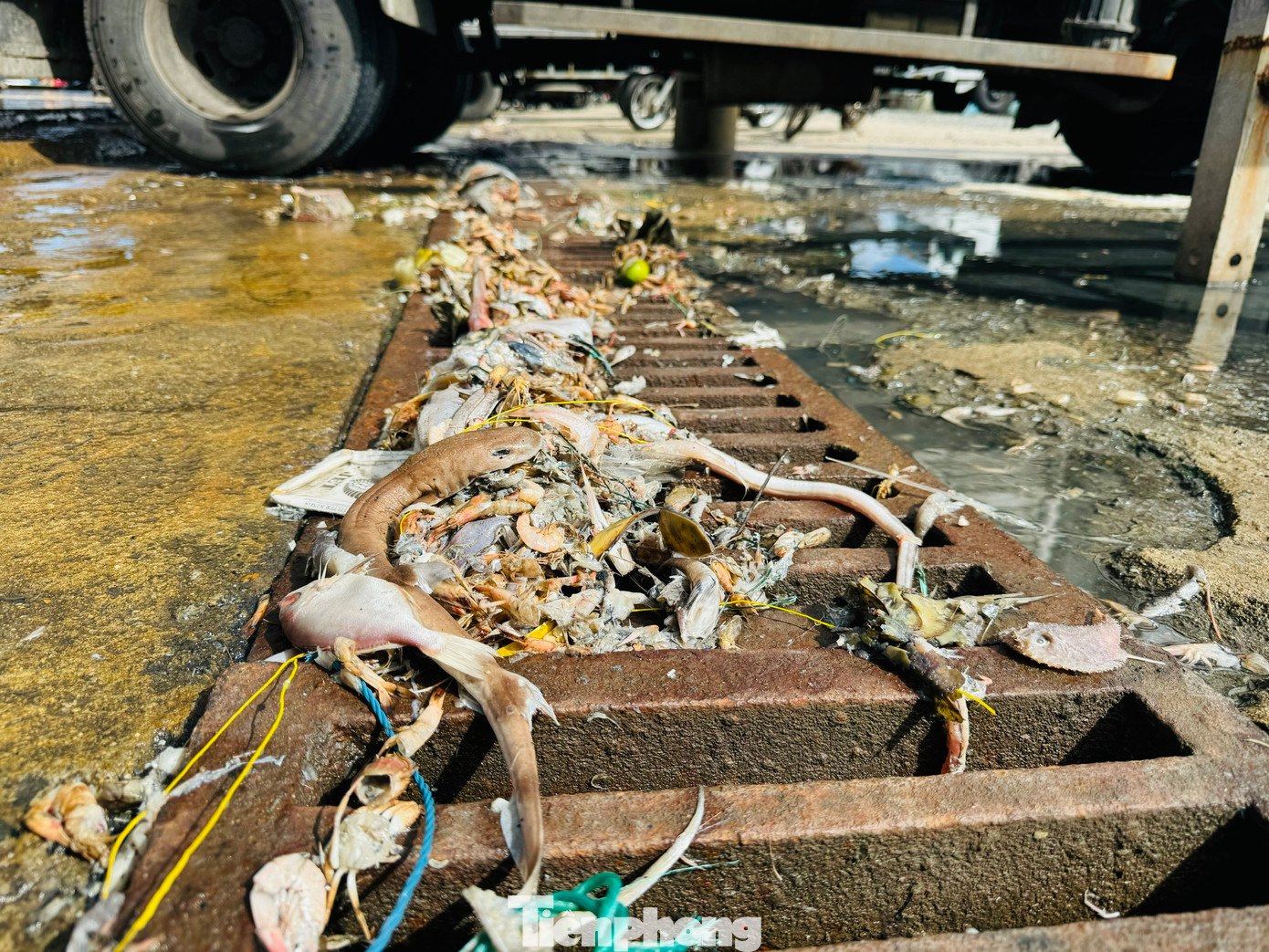 Xác cá vương vãi khắp nơi trên cảng cá Tịnh Kỳ.