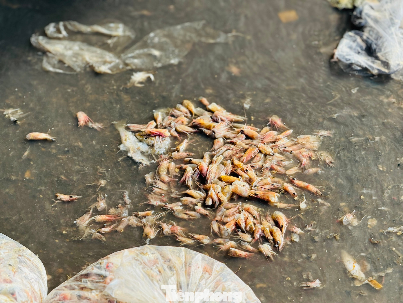 Xác cá vương vãi khắp nơi trên cảng cá Tịnh Kỳ.