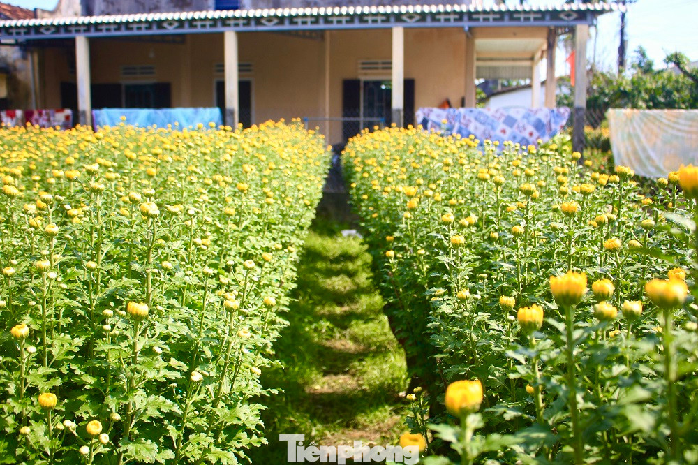 Hoa cúc mang niềm vui về với người nông dân trong những ngày giáp Tết.