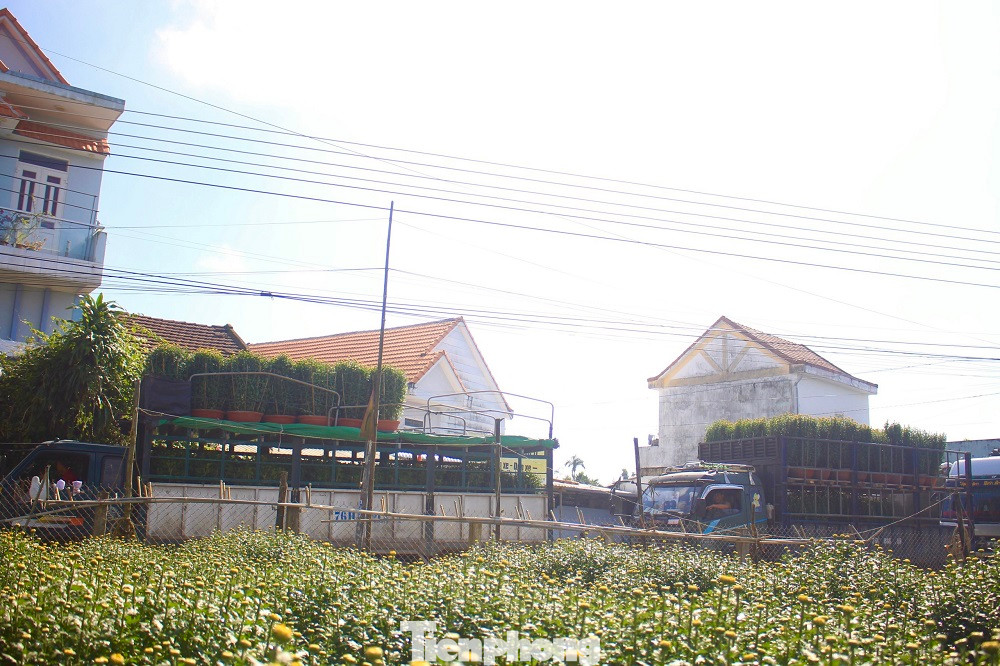 Với giá từ 140.000 đến 1,4 triệu đồng (tùy theo đường kính chậu từ 50 cm - 1 m). Nhiều nông dân trồng hoa thu về từ vài chục triệu đồng đến hàng trăm triệu đồng từ hoa cúc.