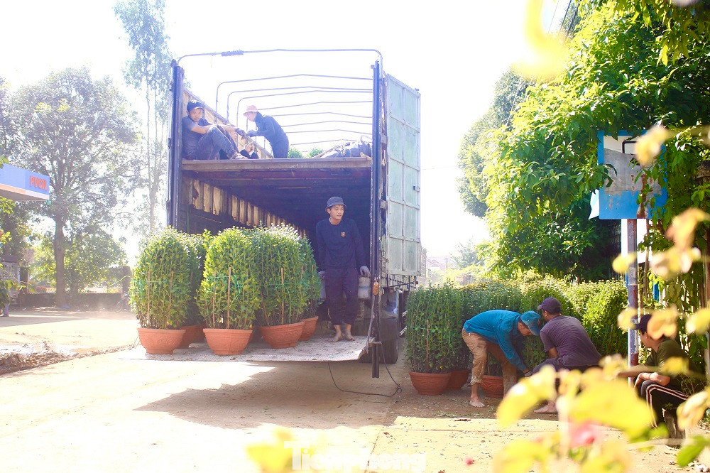 Cụ ông Nguyễn Bình (85 tuổi, trú xã Nghĩa Hiệp) cho biết, với người dân nơi đây, trước Tết là thời gian mùa xuân hiện diện rõ nhất.