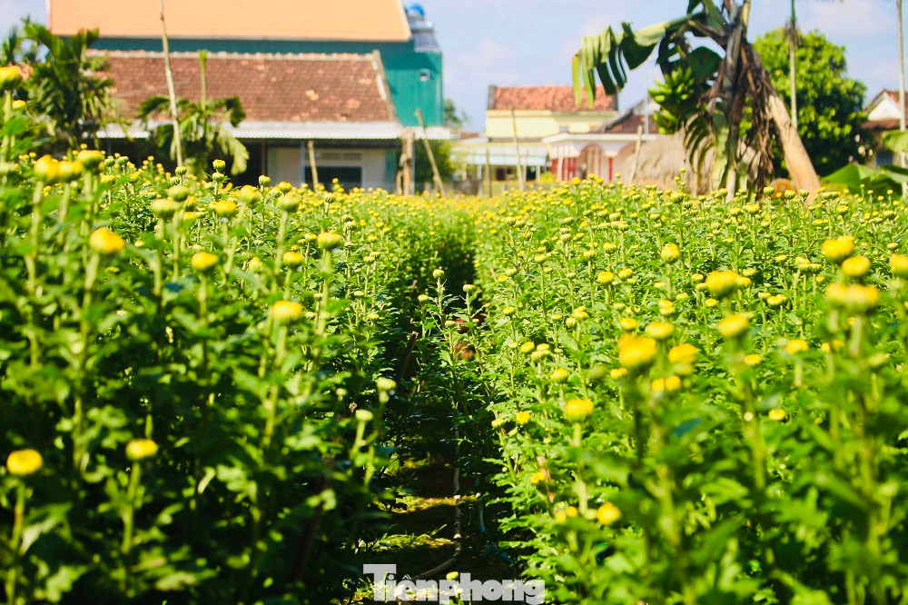 Làng hoa xã Nghĩa Hiệp (huyện Tư Nghĩa, tỉnh Quảng Ngãi) không chỉ là “thủ phủ” hoa cúc Tết của Quảng Ngãi, mà đây còn là làng hoa Tết lớn nhất của miền Trung, hàng năm, cung cấp hàng trăm nghìn chậu hoa cho thị trường Tết khắp các tỉnh, thành miền Trung, Tây Nguyên, mang lại nguồn thu nhập cao dịp cuối năm. Ảnh: Nguyễn Ngọc