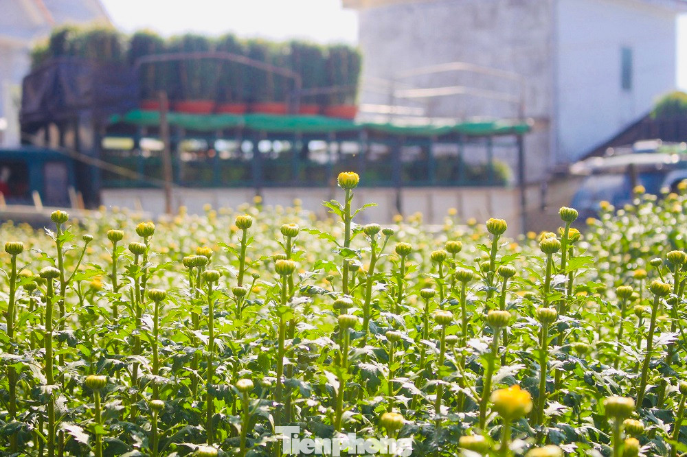 “Hiện các làng hoa cúc đã “cháy hàng”, không còn hoa để bán. Giá hoa năm nay tăng khoảng 10% (trung bình 30.000 đồng/chậu) so với Tết năm ngoái”, bà Thịnh nói thêm.