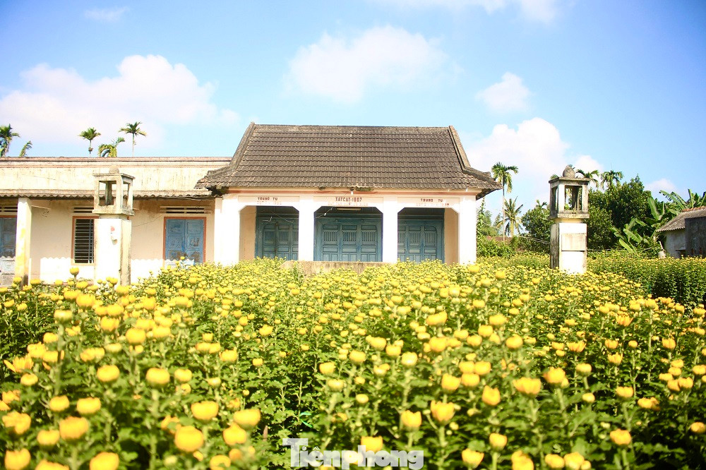 Làng hoa xã Nghĩa Hiệp (huyện Tư Nghĩa, tỉnh Quảng Ngãi) không chỉ là “thủ phủ” hoa cúc Tết của Quảng Ngãi, mà đây còn là làng hoa Tết lớn nhất của miền Trung, hàng năm, cung cấp hàng trăm nghìn chậu hoa cho thị trường Tết khắp các tỉnh, thành miền Trung, Tây Nguyên, mang lại nguồn thu nhập cao dịp cuối năm. Ảnh: Nguyễn Ngọc