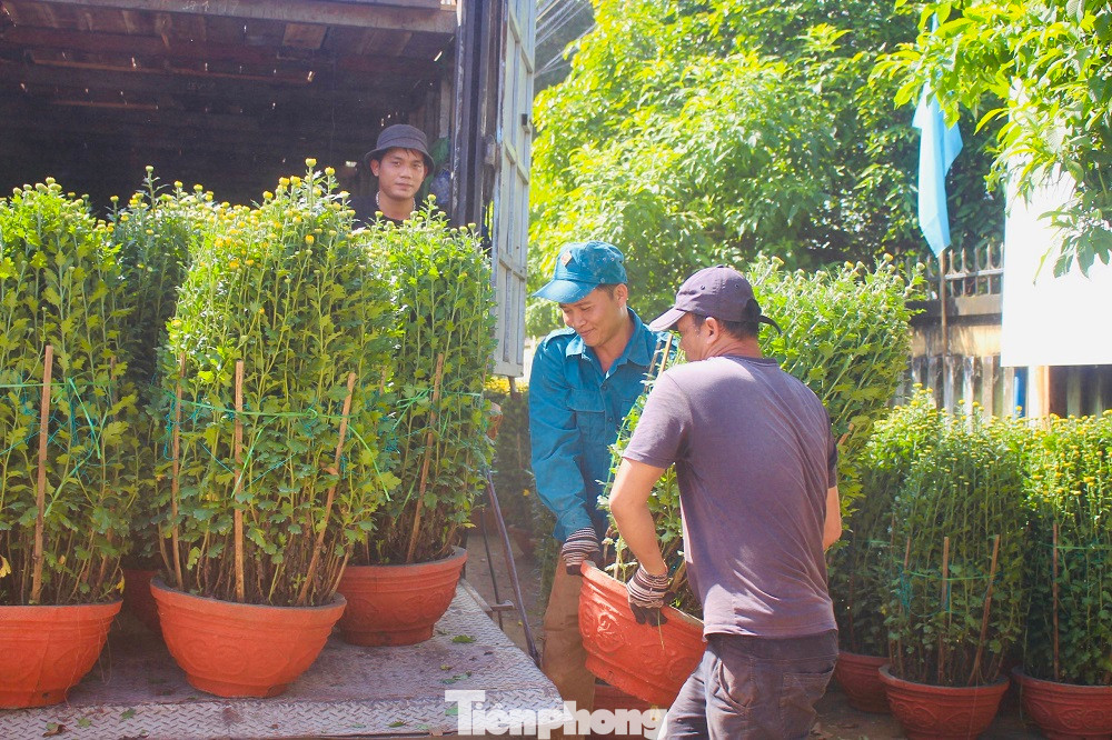 Vườn cúc của ông Trương Minh Đức (trú thôn Hải Môn, xã Nghĩa Hiệp) có gần 1.000 chậu đã đơm hoa vàng ươm. Năm nay hoa được giá, bán sớm nên gia đình ông rất phấn khởi. “Đến 21 tháng Chạp, gia đình tôi đã bán hết vườn hoa, sau khi trừ chi phí tôi thu lãi hàng trăm triệu đồng, năm nay đón Tết ấm áp hơn các năm trước”, ông Đức nói.