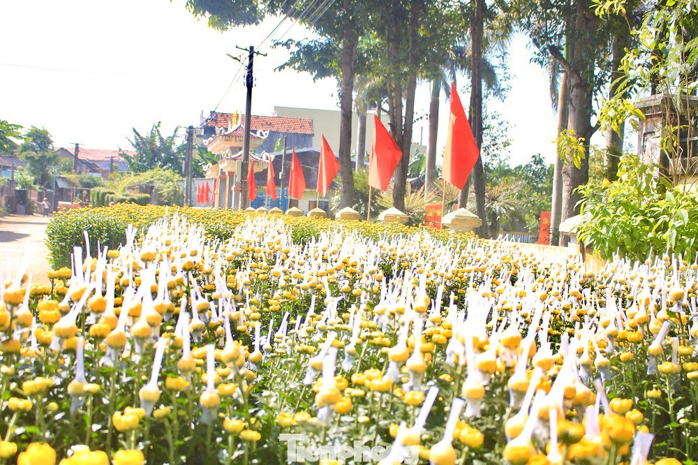 Hàng nghìn chậu hoa cúc được xếp dài hơn 500 m trên tuyến đường dẫn về trung tâm xã Nghĩa Hiệp, tạo điều kiện thuận lợi cho thương lái thu mua, vận chuyển đi các tỉnh, thành trong cả nước.