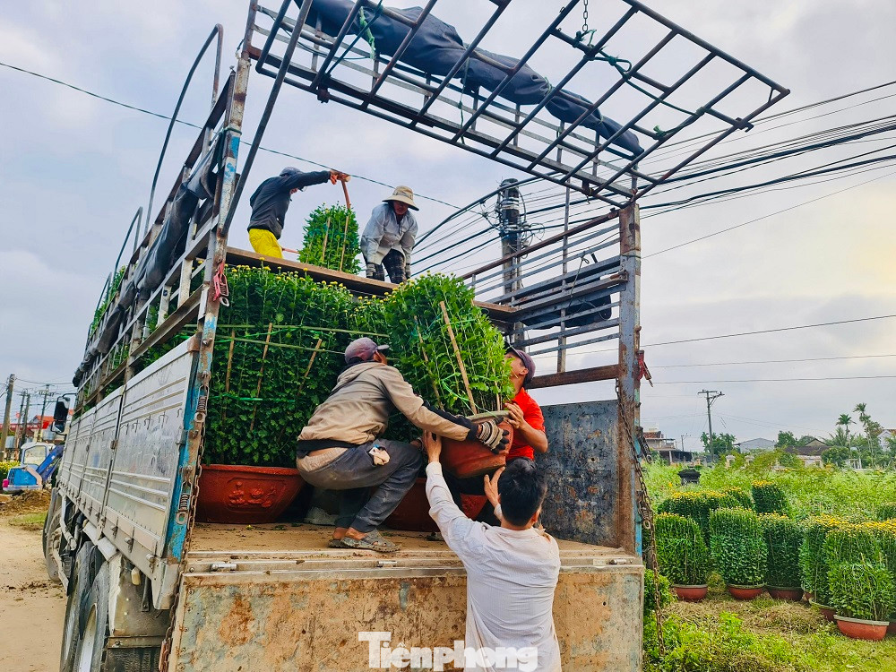 Thương lái từ TP HCM, Phú Yên, Quảng Bình, Quảng Nam, Huế… nối đuôi nhau về thủ phủ hoa cúc ở Quảng Ngãi để thu mua. Trung bình mỗi năm nông dân trồng hoa nơi đây xuất bán hàng trăm nghìn chậu hoa các loại.