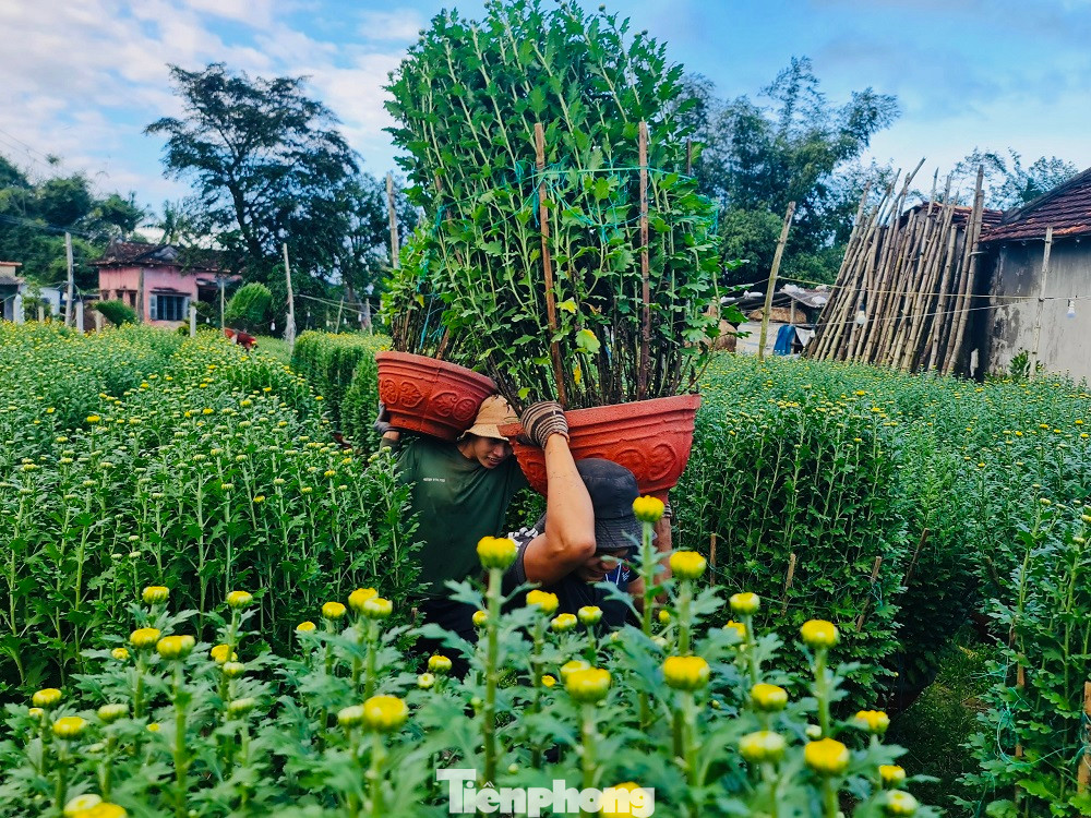 Bà Võ Thị Thịnh - Chủ tịch UBND xã Nghĩa Hiệp cho biết, địa phương có hơn 500 hộ dân trồng hoa. Trong đó nhiều nhất là các loại hoa cúc, tập trung ở thôn Thế Bình, Hải Môn, Đồng Viên... phục vụ thị trường dịp Tết.