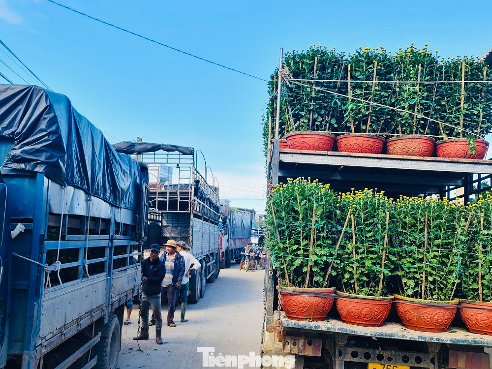 Từ đầu làng đến cuối xóm, hàng nghìn chậu hoa bắt đầu được chuyển đi khắp nơi phục vụ Tết Nguyên đán Quý Mão 2023.