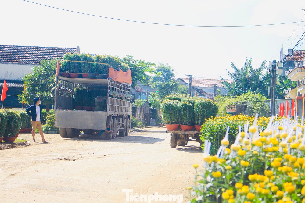 Những ngày cuối tháng Chạp, Tết cận kề, hoa cúc bung nở khiến khung cảnh làng quê ở xã Nghĩa Hiệp, Nghĩa Mỹ (huyện Tư Nghĩa) rực rỡ sắc xuân. Không khí tấp nập kẻ mua, người bán, vận chuyển hoa đi khắp nơi phục vụ nhu cầu đón Tết của người dân.