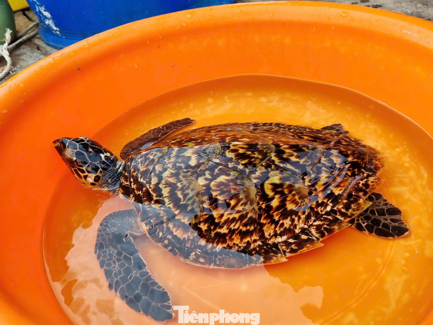 Cá thể Đồi mồi được anh Phan Tồn phát hiện. Ảnh: T.T Cá thể Đồi mồi được anh Phan Tồn phát hiện. Ảnh: T.T