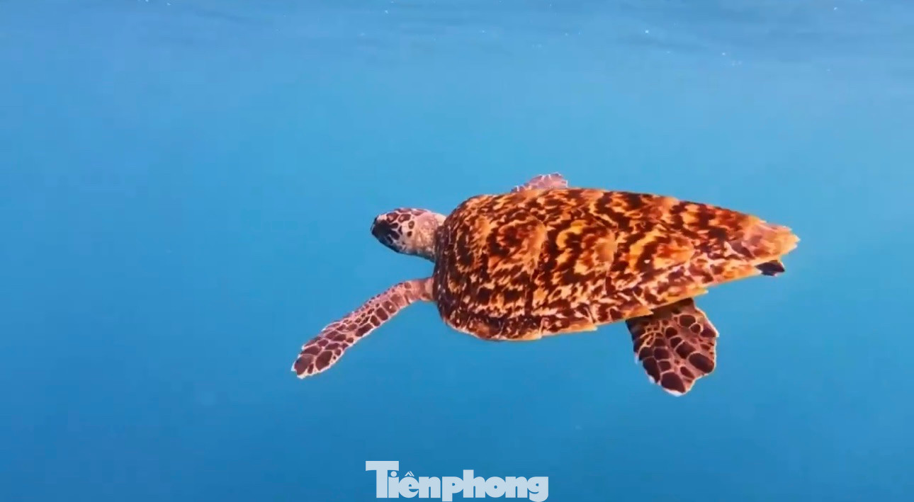 Cá thể Đồi mồi sau khi được thả về biển. Ảnh: T.T Cá thể Đồi mồi sau khi được thả về biển. Ảnh: T.T