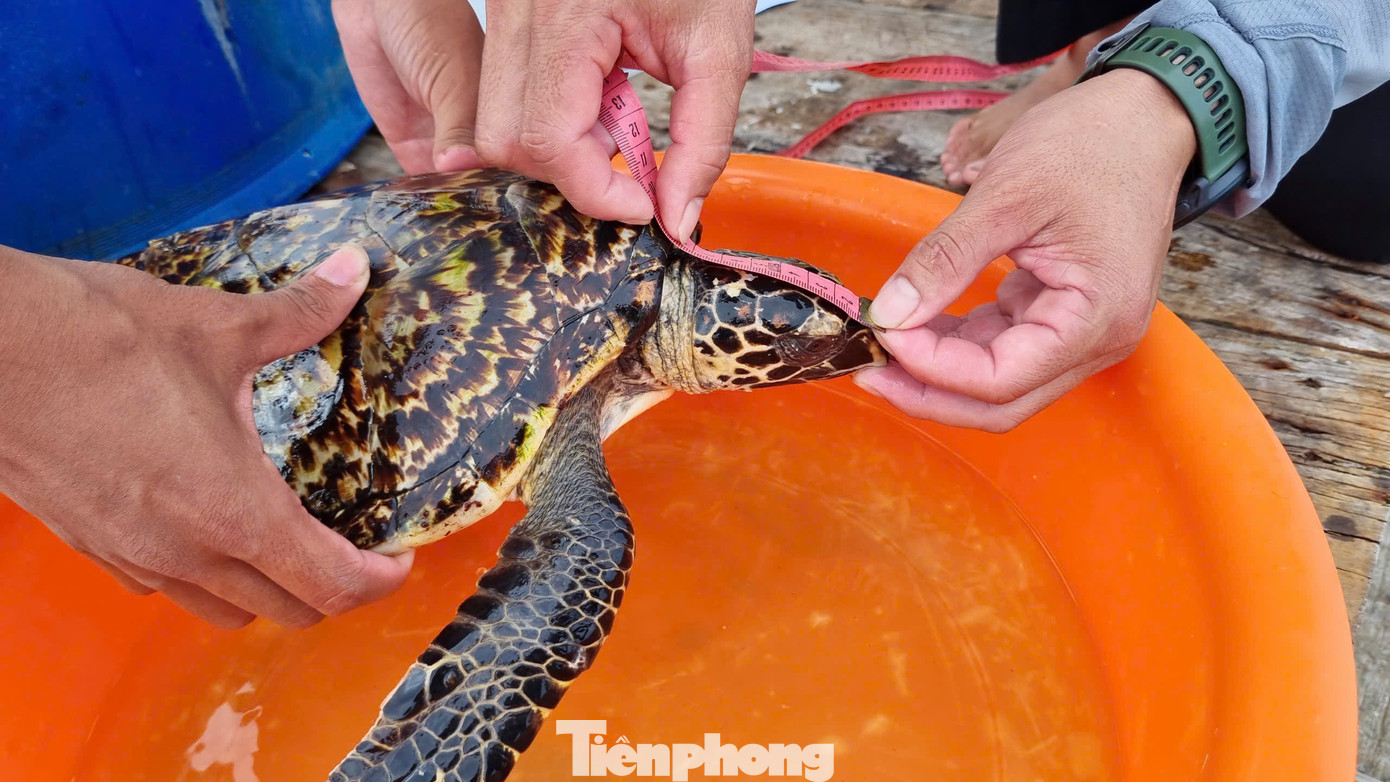 Lực lượng chức năng kiểm tra sức khỏe và kích thước của cá thể Đồi mồi. Ảnh: T.T Lực lượng chức năng kiểm tra sức khỏe và kích thước của cá thể Đồi mồi. Ảnh: T.T