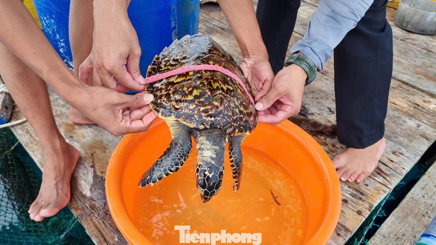 Lực lượng chức năng kiểm tra sức khỏe và kích thước của cá thể Đồi mồi. Ảnh: T.T Lực lượng chức năng kiểm tra sức khỏe và kích thước của cá thể Đồi mồi. Ảnh: T.T