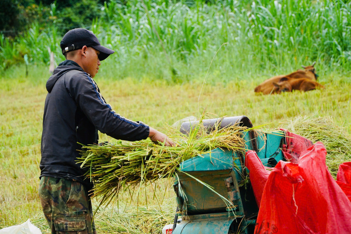 Giữa sắc vàng mênh mang ấy, bóng những người nông dân lom khom gặt lúa, tuốt lúa, gùi lúa, nụ cười rạng rỡ hiện lên giữa những giọt mồ hôi.