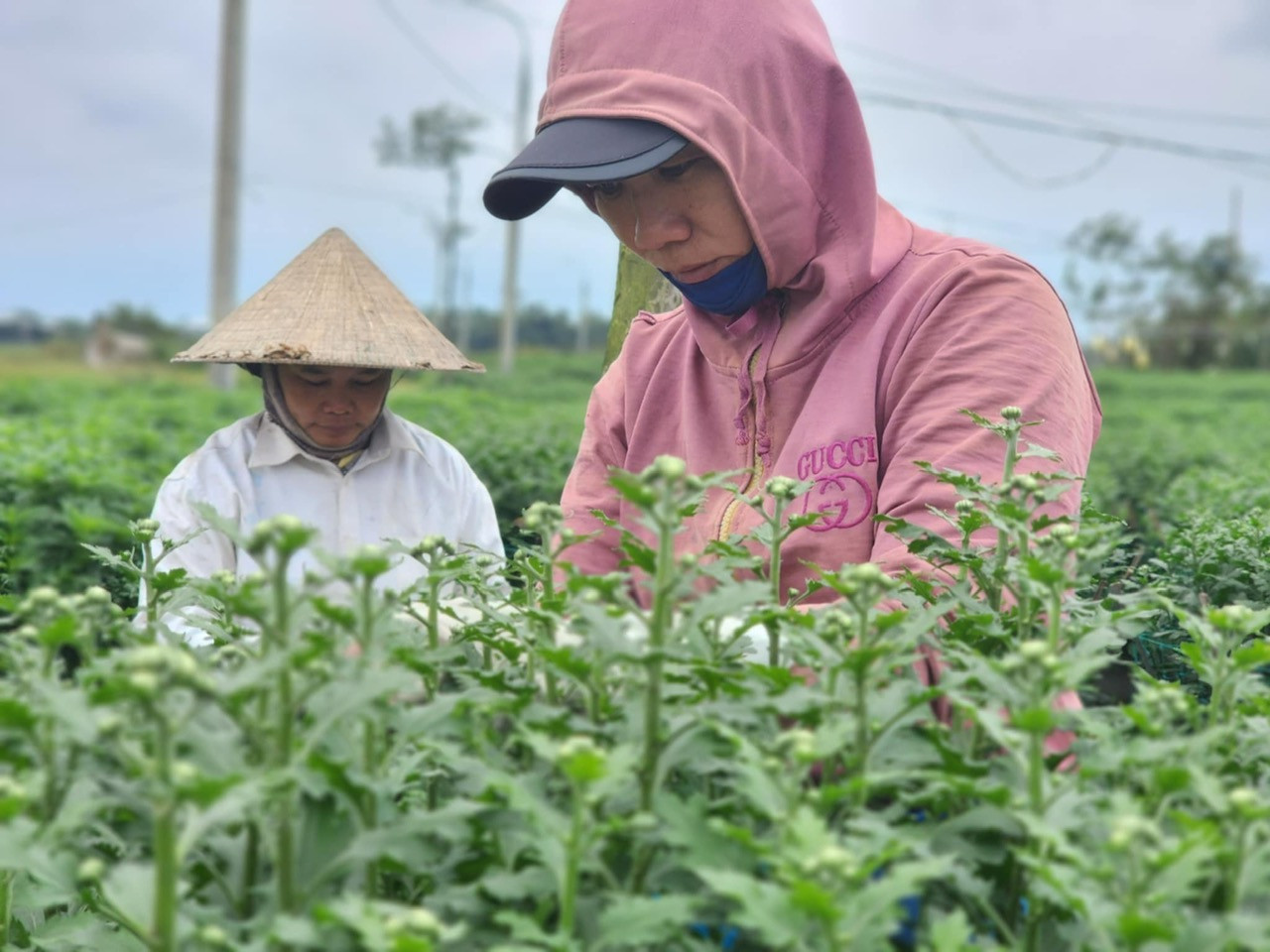 Nông dân đang bước vào giai đoạn cuối của quá trình chăm sóc hoa trước khi xuất bán ra thị trường dịp Tết.