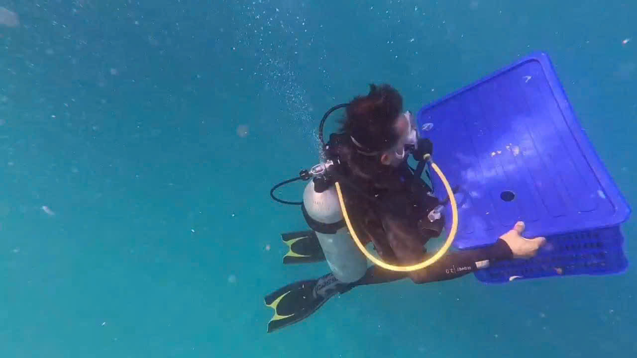 Thả cua huỳnh đế mang trứng về biển Lý Sơn.