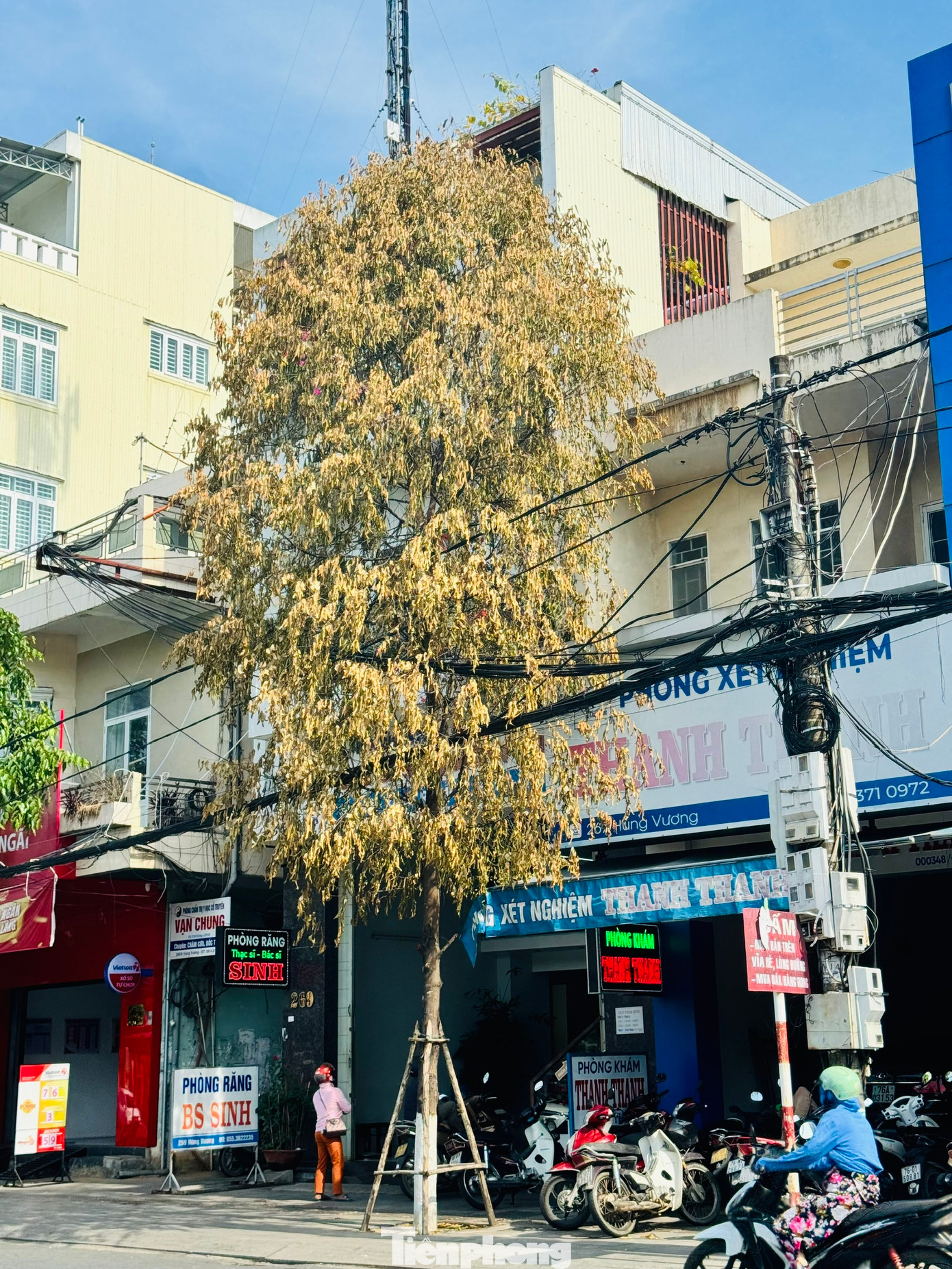 Cây sao đen trước số nhà 267 Hùng Vương rụng lá, héo rũ, bắt đầu rụng lá.