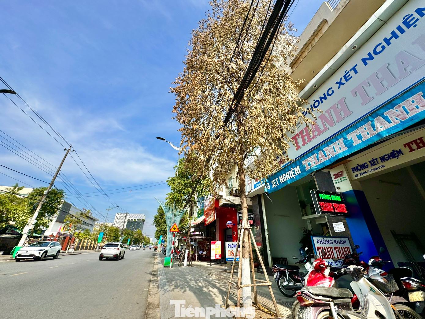 Nghi ngờ kẻ xấu đã đã tiêm hóa chất vào thân cây khiến cây khô héo và chết dần.