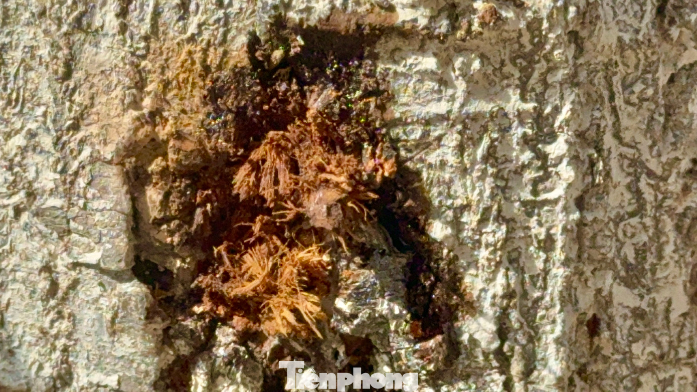 Dưới gốc cây xuất hiện hai vết chích, nhựa cây chảy ra có màu đen đặc.